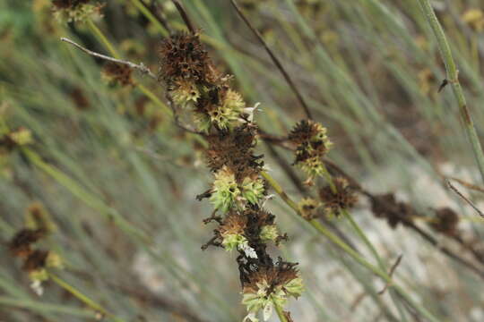 Image of Stachys distans Benth.