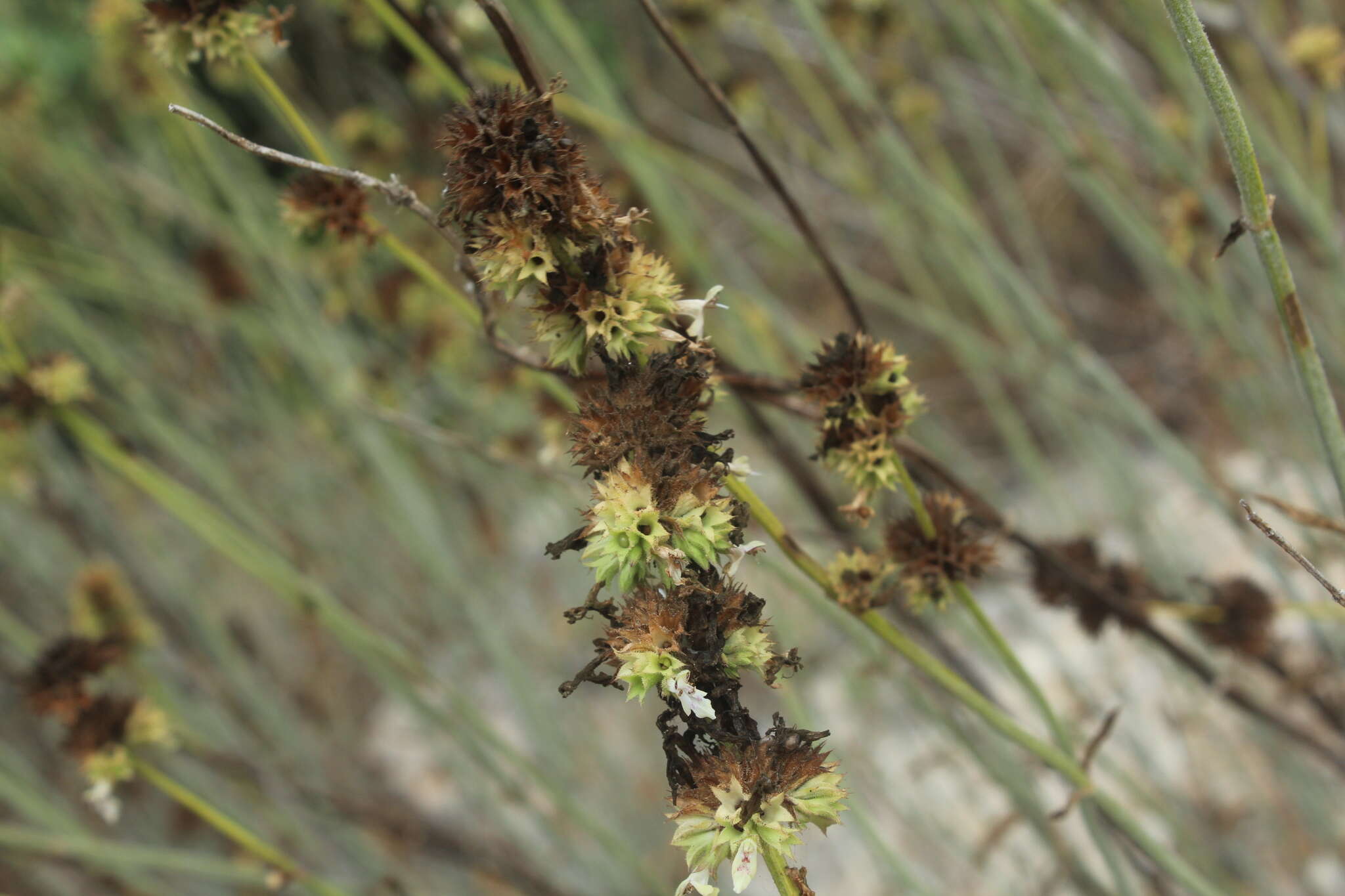 Image of Stachys distans Benth.