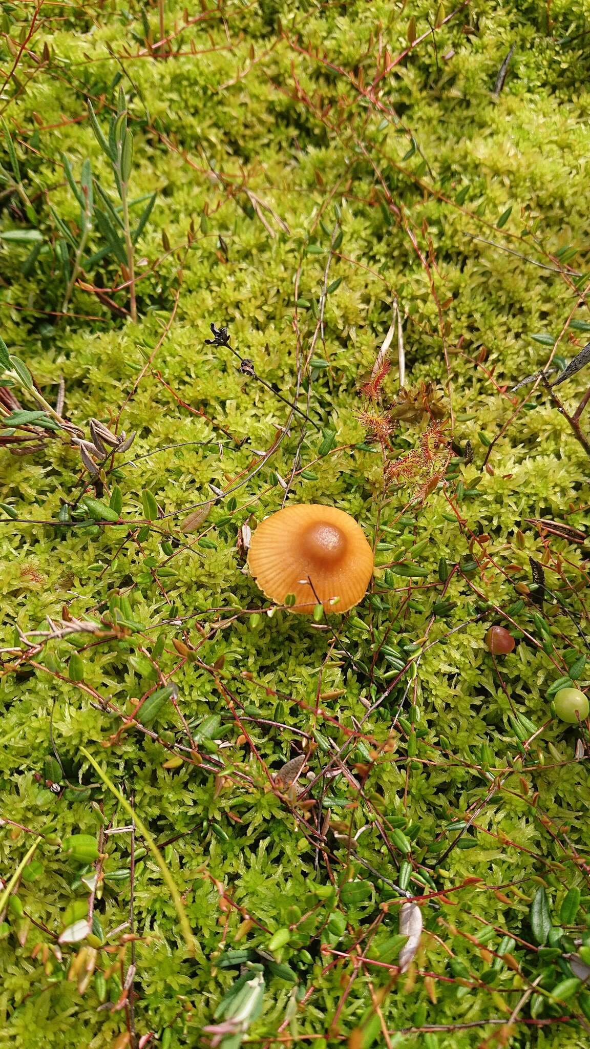 Imagem de Galerina tibiicystis (G. F. Atk.) Kühner 1935