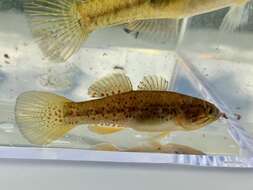 Image of Purple-spotted gudgeon