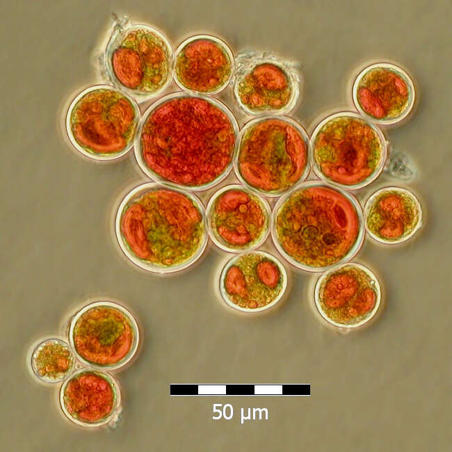 Image of Haematococcus Flotow 1844