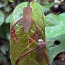 Plancia ëd Acanthocephala latipes (Drury 1782)