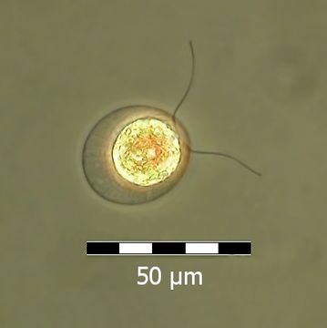 Image of <i>Haematococcus pluvialis</i> Flotow 1844