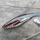 Plancia ëd Rasbora cephalotaenia (Bleeker 1852)