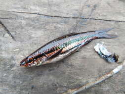 Image of Rasbora cephalotaenia (Bleeker 1852)