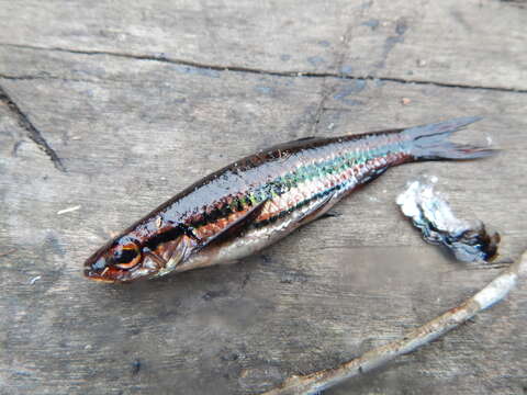 Rasbora cephalotaenia (Bleeker 1852)的圖片