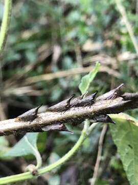 Image of Aconophora mexicana Stål