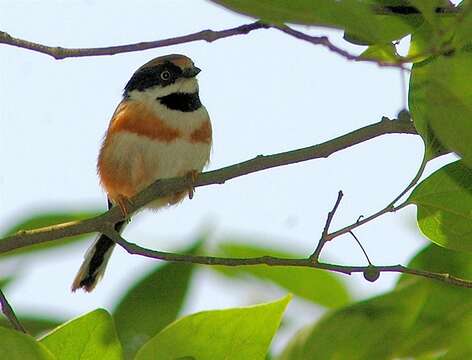 Image of Black-throated Bushtit