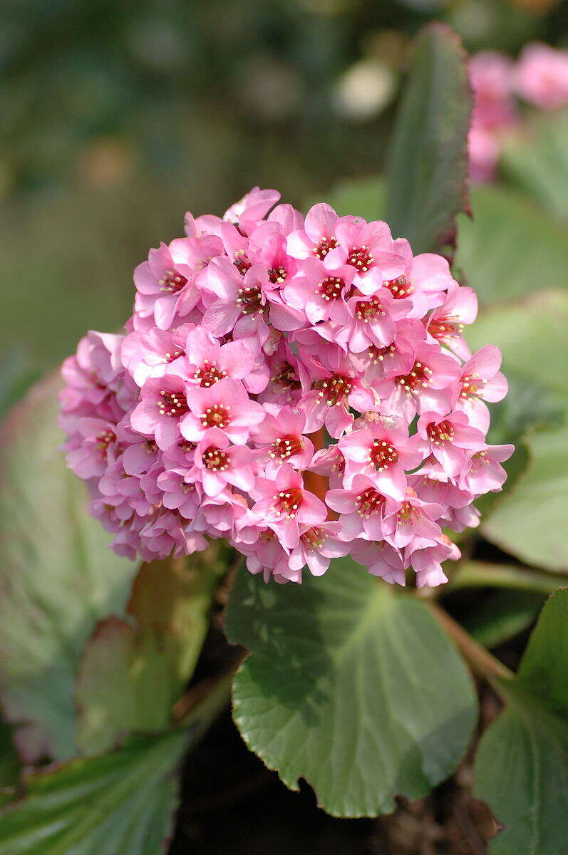 Image of Bergenia stracheyi (Hook. fil. & Thomson) Engl.