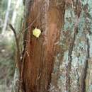 صورة Macracantha hasselti (C. L. Koch 1837)