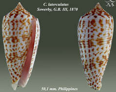 Image of Conus laterculatus G. B. Sowerby II 1870