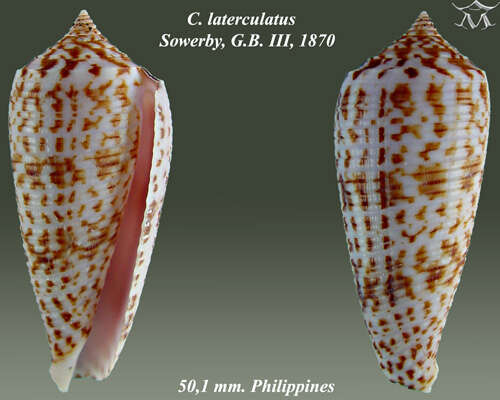 Image of Conus laterculatus G. B. Sowerby II 1870