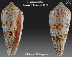 صورة Conus laterculatus G. B. Sowerby II 1870