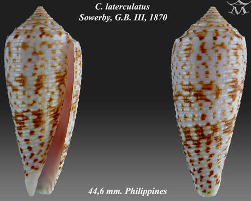 Image of Conus laterculatus G. B. Sowerby II 1870