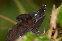 Image of Rwenzori Plate-nosed Chameleon