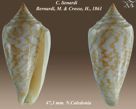 صورة Conus lienardi Bernardi & Crosse 1861