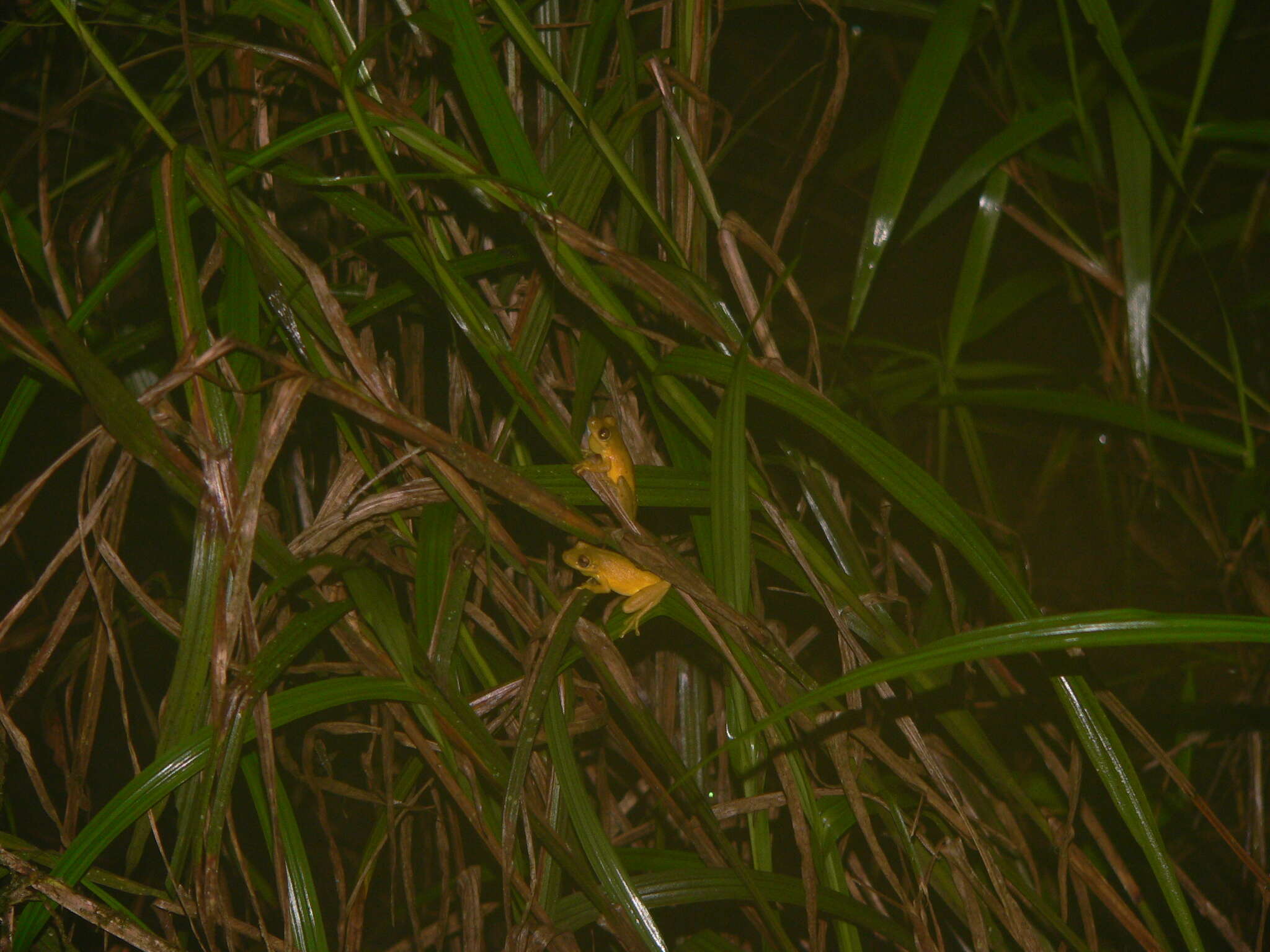 Image of Sipurio Snouted Treefrog