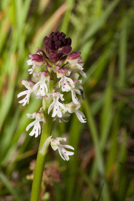 Image of Burnt orchid