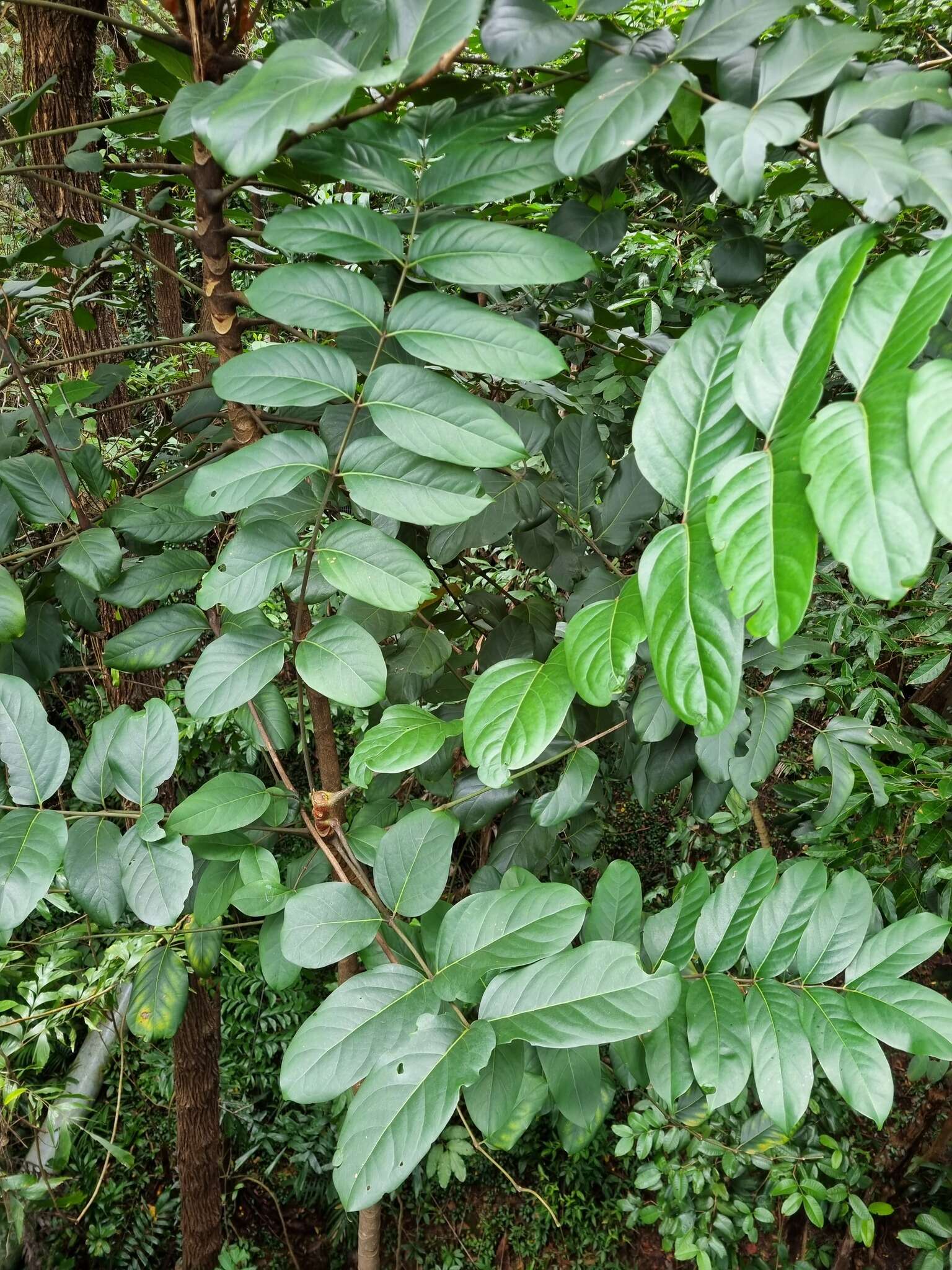 Image of Polyscias diversifolia (Blume) Lowry & G. M. Plunkett