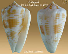 Image of Conus limpusi Röckel & Korn 1990