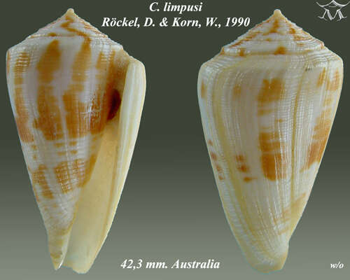 Image of Conus limpusi Röckel & Korn 1990