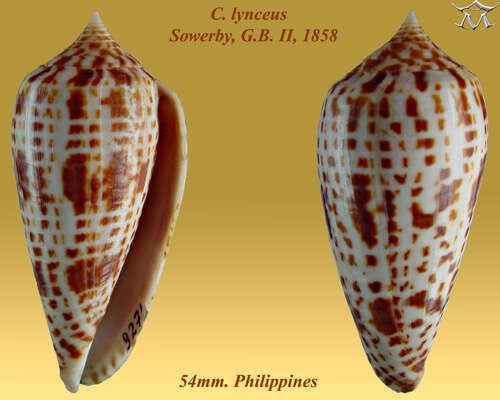 Image of Conus lynceus G. B. Sowerby II 1858