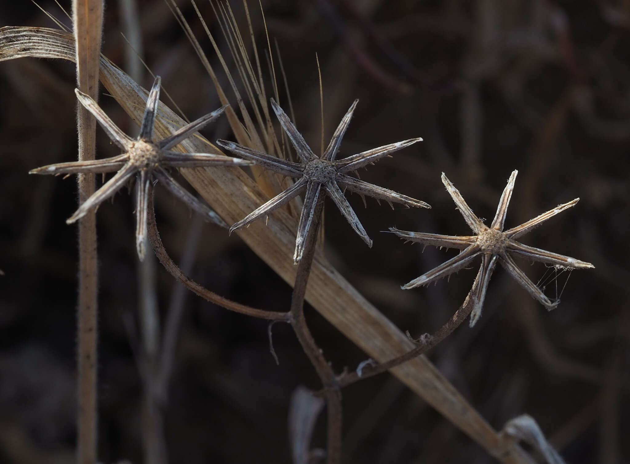 صورة Crepis aculeata (DC.) Boiss.