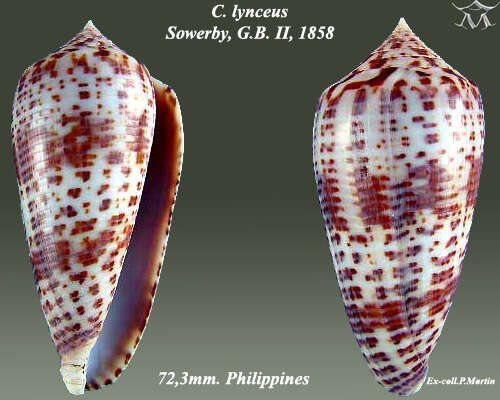 Image of Conus lynceus G. B. Sowerby II 1858