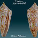 Image de Conus neptunus Reeve 1843