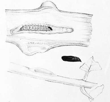 Image of Hypsipyla robusta Moore 1886