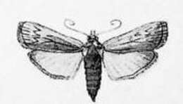 Image of Hypsipyla robusta Moore 1886