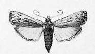 Image of Hypsipyla robusta Moore 1886