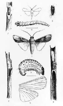 Image of Hypsipyla robusta Moore 1886