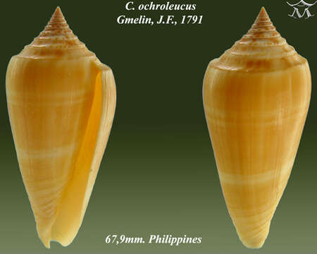 Image of Conus ochroleucus Gmelin 1791