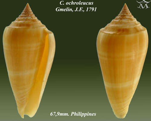 Imagem de Conus ochroleucus Gmelin 1791