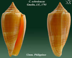 Imagem de Conus ochroleucus Gmelin 1791