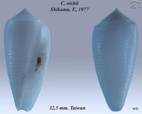Image de Conus oishii (Shikama 1977)