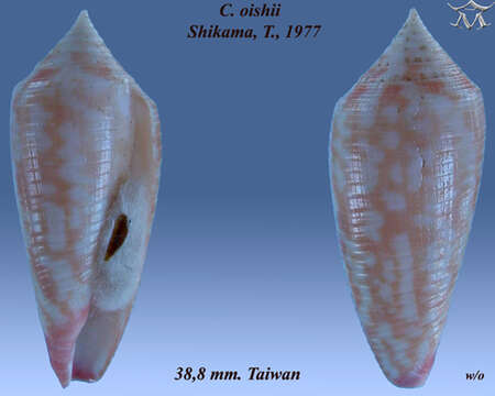 Image de Conus oishii (Shikama 1977)