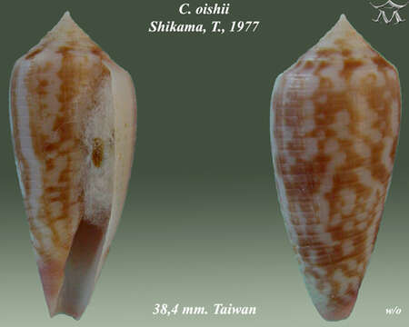 Image de Conus oishii (Shikama 1977)