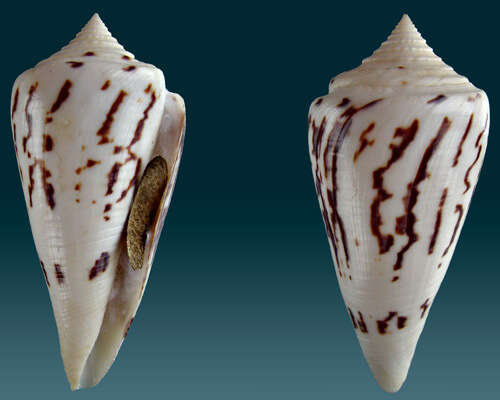 Image of Conus pergrandis (Iredale 1937)