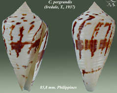 Image of Conus pergrandis (Iredale 1937)