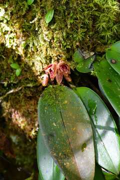 Image de Acianthera johnsonii (Ames) Pridgeon & M. W. Chase