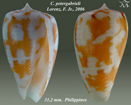 صورة Conus petergabrieli Lorenz 2006