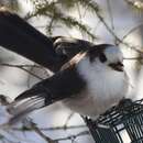 Imagem de Perisoreus canadensis canadensis (Linnaeus 1766)