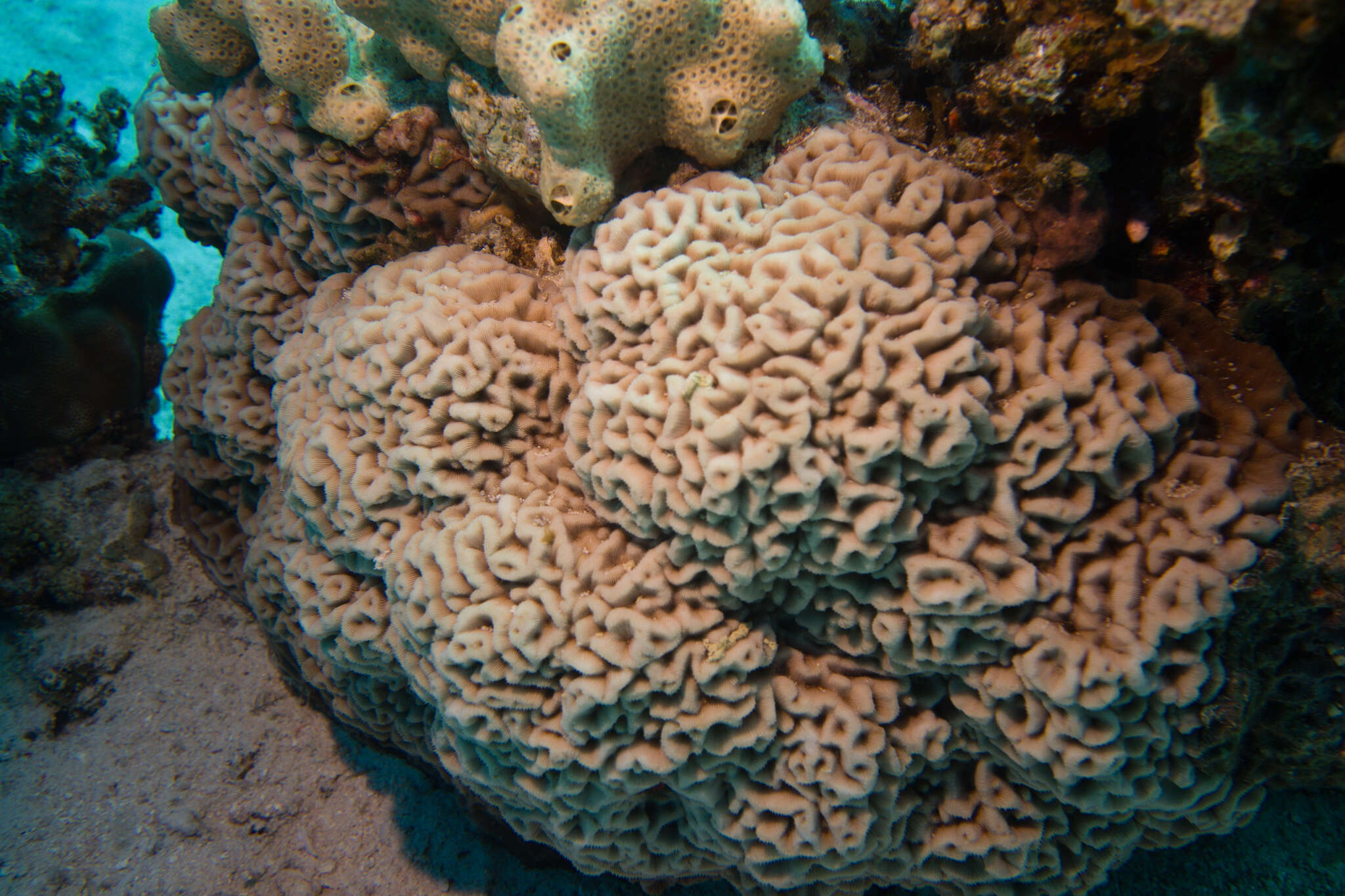 Image of Wrinkle Coral