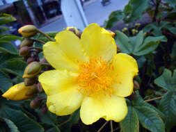 Cochlospermum religiosum (L.) Alston resmi