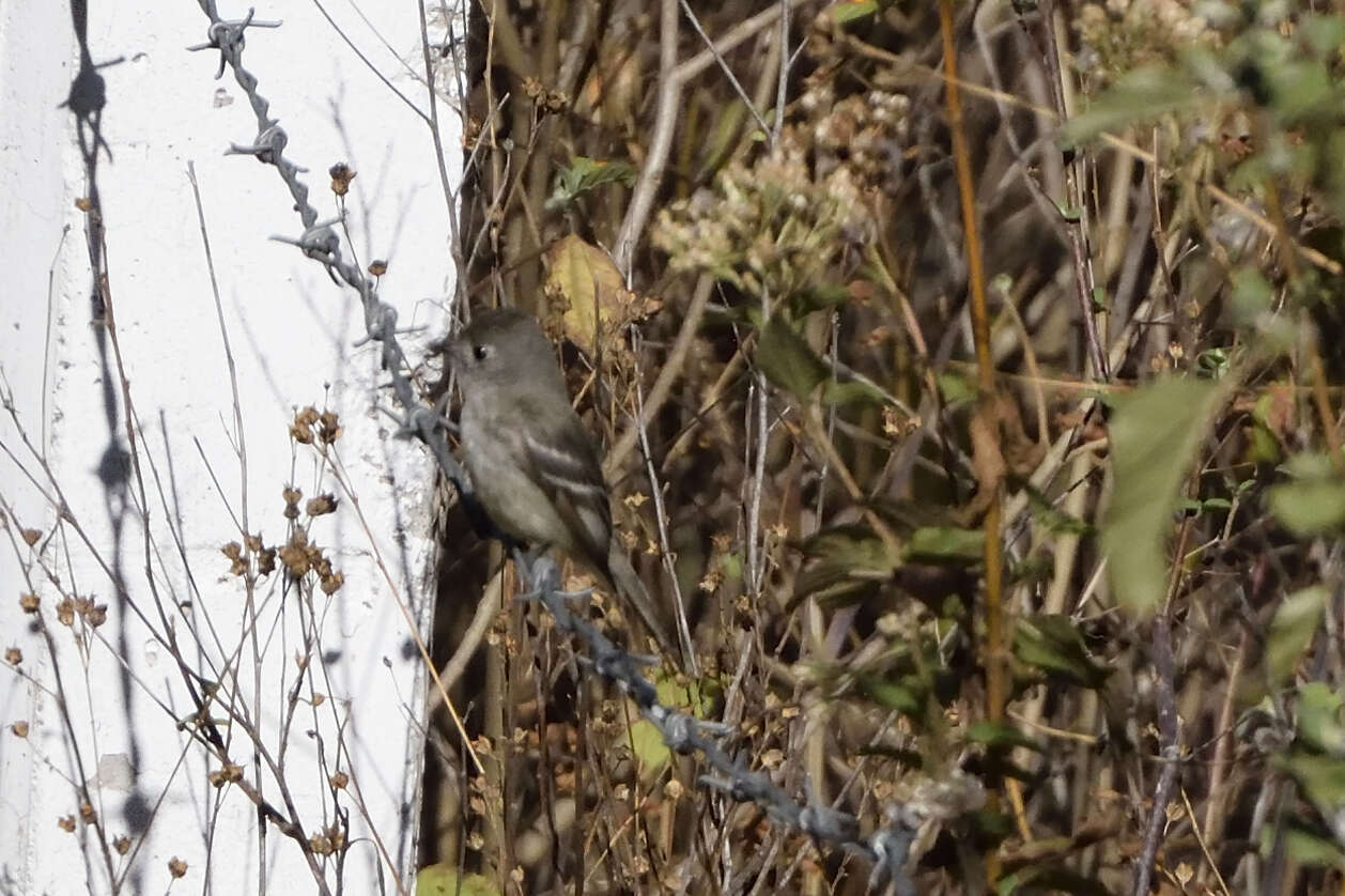 Empidonax hammondii (Xántus 1858)的圖片