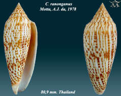 Image of Conus ranonganus da Motta 1978