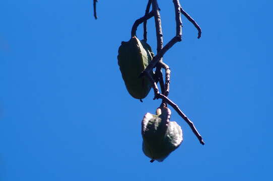 Image of Jacaratia mexicana A. DC.