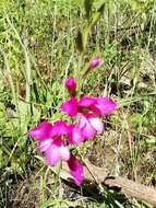 Image of Gladiolus illyricus W. D. J. Koch